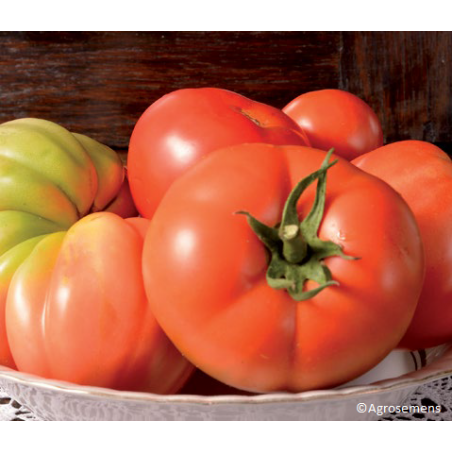 Tomate Reine des Hâtives Bio