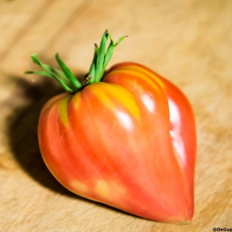 Tomate Coeuf de Boeuf Oxheart Striped