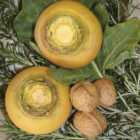 Navet Rutabaga Golden Ball Bio