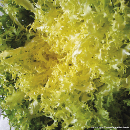 Chicorée Frisée D'été à Cœur Jaune Bio