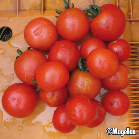 Tomate Cerise Gardener's Delight