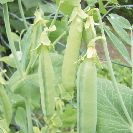 Pois Nain Rondo à Ecosser Bio