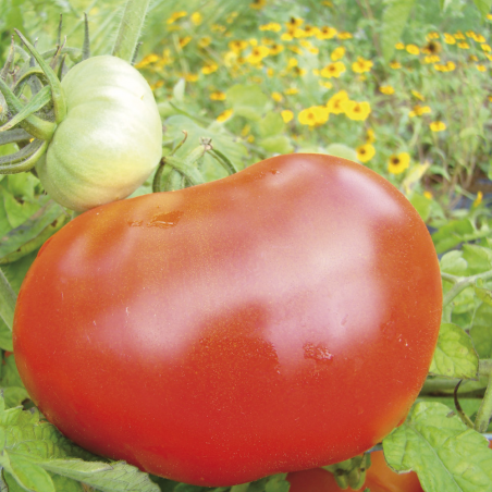 Tomate Potiron Ecarlate Bio