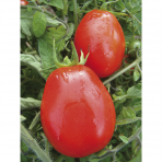 Tomate Rio Grande Bio