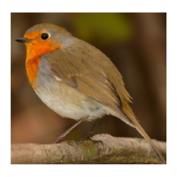 Nichoir ouvert le Refuge en pin douglas pour rouge-gorge et autres oiseaux  semi-cavernicoles