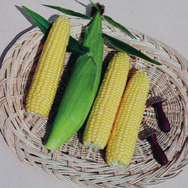 50 graines Légumes-Maïs-Earlibird