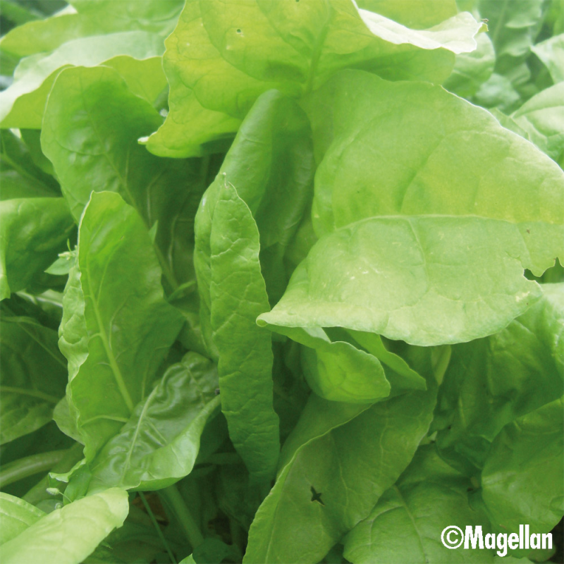Poirée Verte à Couper Perpetual Spinach