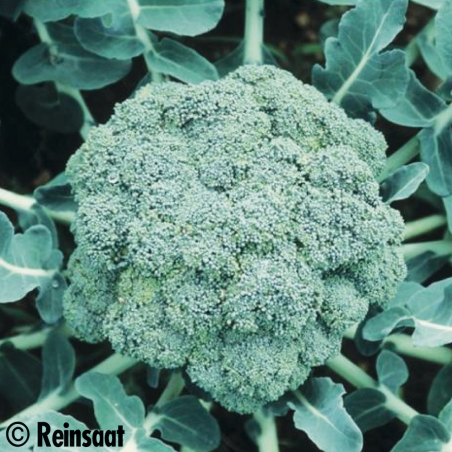 Chou Brocoli Ramoso Calabrese Bio