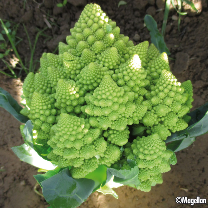 Chou Fleur Romanesco Veronica F1 Bio