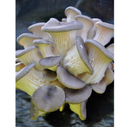 Kit champignon Pleurote - Pleurotus ostreatus