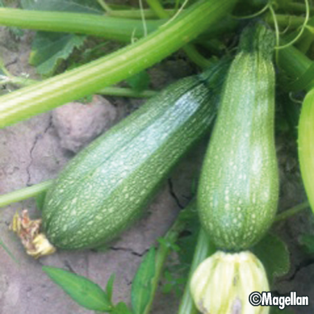 Courgette Petite Grise d'Alger Bio