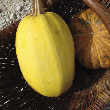 Courge Végétable Spaghetti Bio