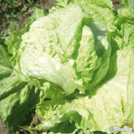 Laitue Dorée de Printemps Bio