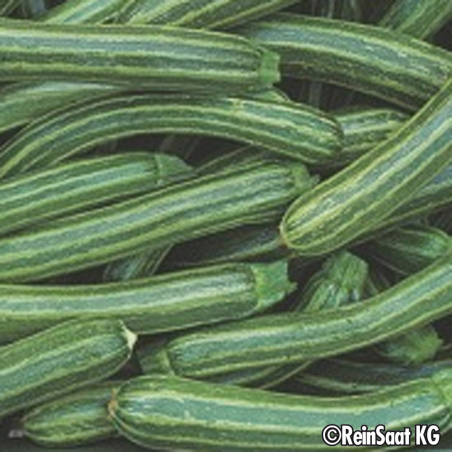 Courgette Striato d'Italia Bio