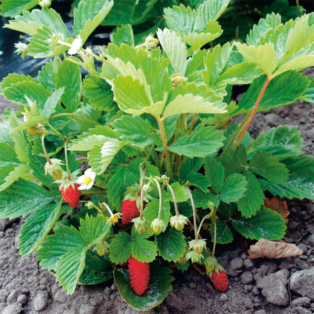 Fraise Des Bois Mignonette