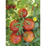 Tomate Saint Pierre Bio