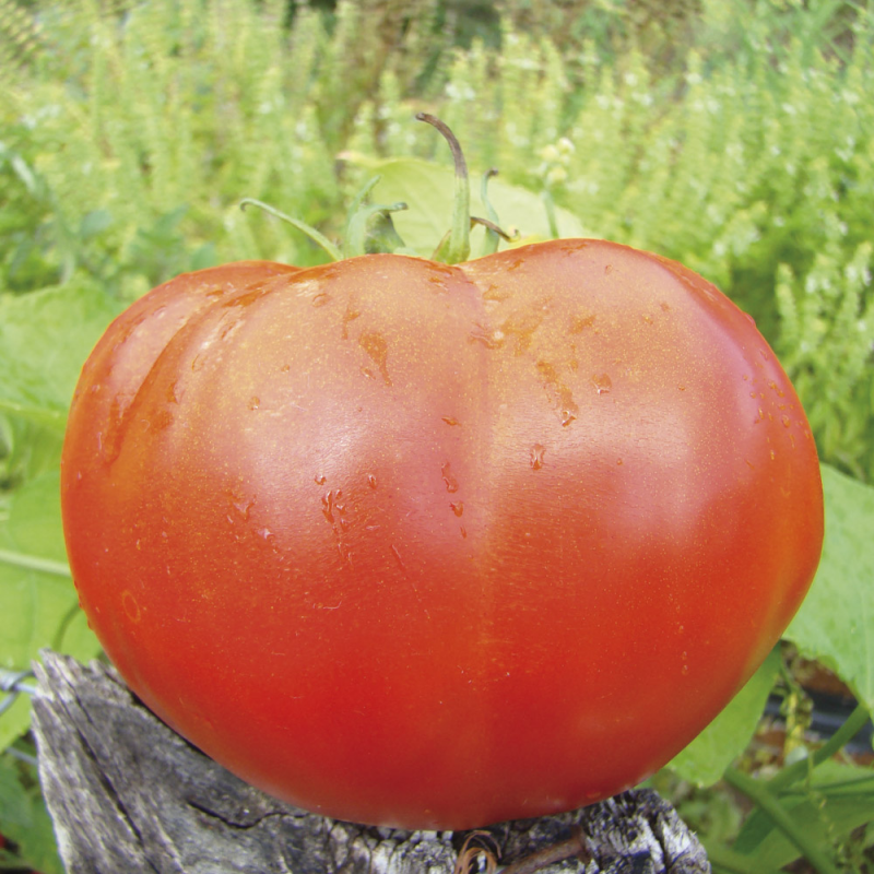 Tomate Marmande VR Bio