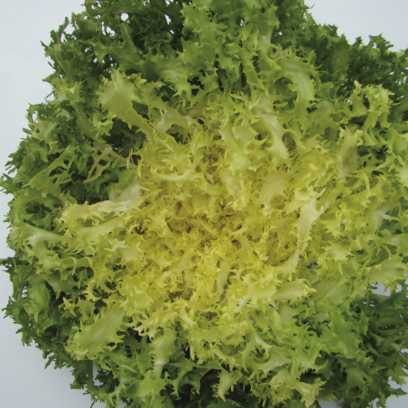 Chicorée Frisée Grosse Pancalière Bio