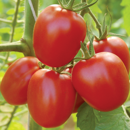 Tomate Quadro Bio