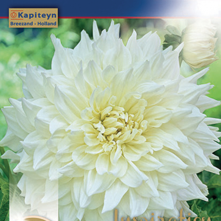 Dahlia Décoratif "White Perfection"