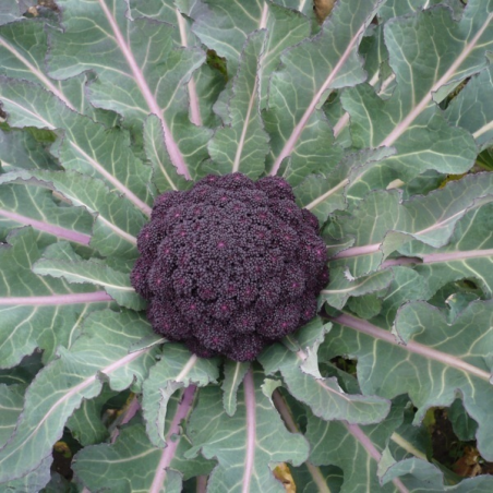 Chou Brocoli Violet du Cap Bio