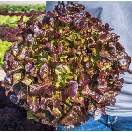 Laitue Feuille de Chêne Rouge Camarde