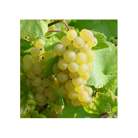 Vigne Chasselas doré de Fontainebleau,  pot d'1,6L