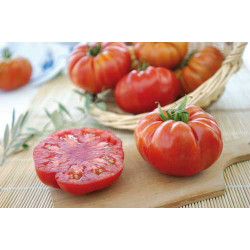 Tomate Marbonne F1