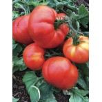 Tomate Beefsteak bio 0,17g