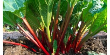 Comment planter la rhubarbe ?