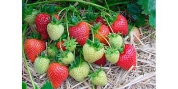 Cultiver des plants de fraises 1/2