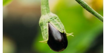 Quelles plantes faut-il associer ou éviter avec l'aubergine ?