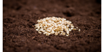 Comment semer les graines d'asperges