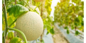Quelles plantes associer ou éviter avec le melon ?