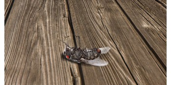 Comment se débarrasser des mouches à la maison ?