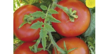 Protection Tomates : Pour des cultures sécurisées