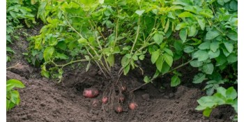 Nos Conseils sur la Plantation des Pomme de Terre