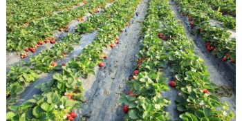 Quand planter la fraise ?