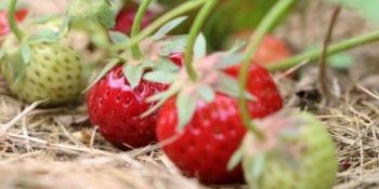 Cultiver des plants de fraises 2/2