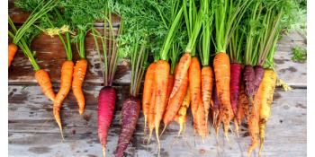 Comment planter les carottes ?