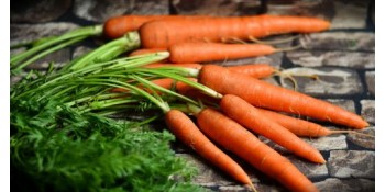 Quand planter la carotte ?