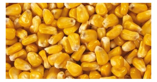 Bienfaits du maïs sur la santé