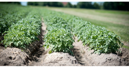 Pomme de terre : plantation, culture et récolte - Gamm vert