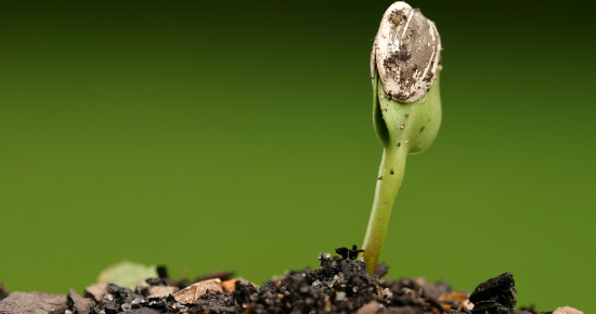 Semer des graines : comment planter vos fleurs ?