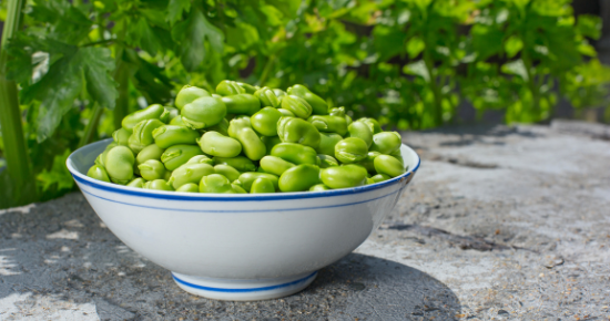 Cultiver des feves au potager bio